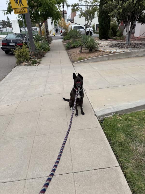 A picture of a black dog named Bowie sitting, taken on June 20 2025 at 6:52 am